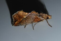 Plusiodonta arctipennis