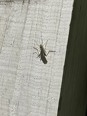 Chironomoidea