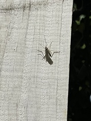 Chironomoidea