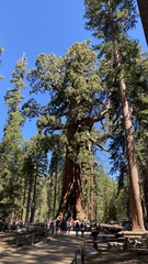Sequoiadendron giganteum