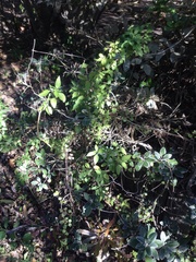 Eccremocarpus scaber