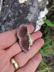 Trichaptum subchartaceum