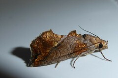 Plusiodonta arctipennis