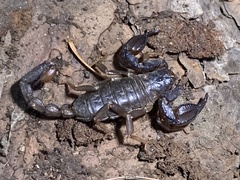 Uroctonus mordax