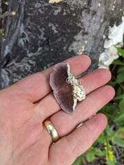 Trichaptum subchartaceum