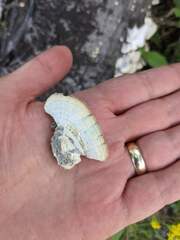 Trichaptum subchartaceum