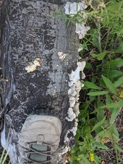 Trichaptum subchartaceum