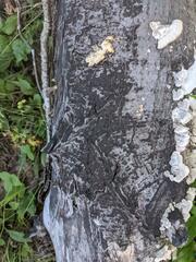 Trichaptum subchartaceum