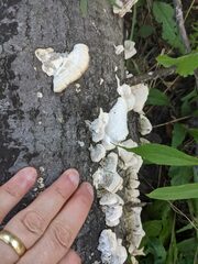 Trichaptum subchartaceum