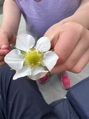 Fragaria × ananassa