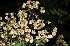 Koelreuteria bipinnata
