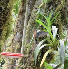 Pterophanes cyanopterus