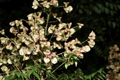 Koelreuteria bipinnata