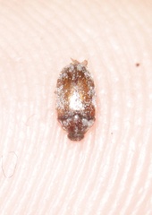 Trogoderma