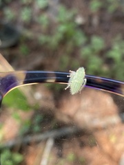 Rugosana