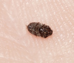 Trogoderma