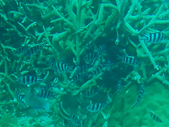 Abudefduf sexfasciatus
