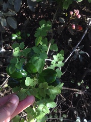 Eccremocarpus scaber