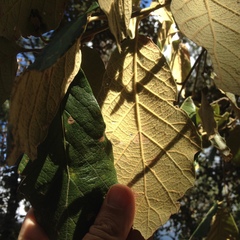Quercus crassifolia