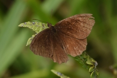 Panyapedaliodes