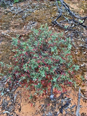 Eremophila glabra