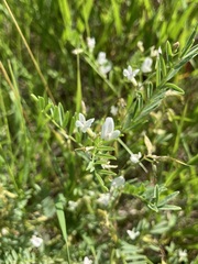 Astragalus tenellus