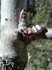 Limenitis arthemis rubrofasciata