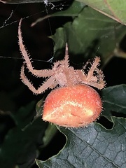 Araneus gemmoides