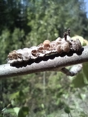 Limenitis arthemis rubrofasciata