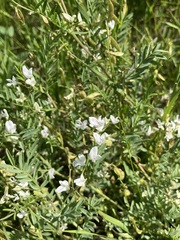 Astragalus tenellus