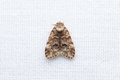 Scaphidriotis xylogramma