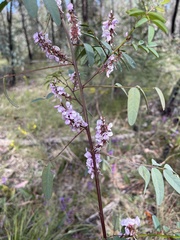 Indigofera australis