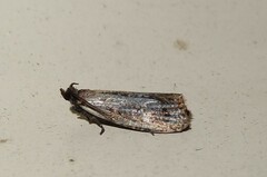 Cryptaspasma