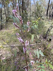 Indigofera australis