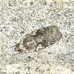 Agonopterix curvilineella