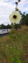 Hibiscus diversifolius diversifolius