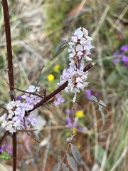 Indigofera australis