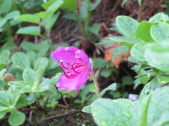 Rhododendron camtschaticum