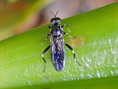 Exaireta spinigera