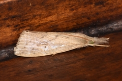 Diatraea