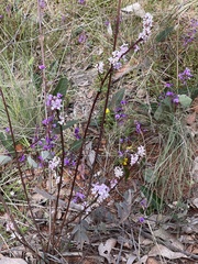 Indigofera australis