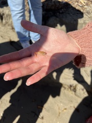 Megalorchestia corniculata