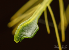 Pterostylis unicornis