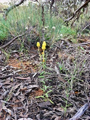 Waitzia acuminata acuminata