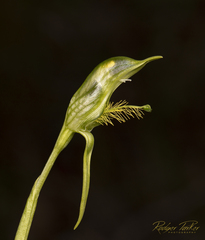 Pterostylis unicornis