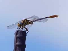 Erpetogomphus compositus