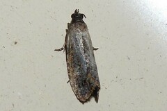 Cryptaspasma