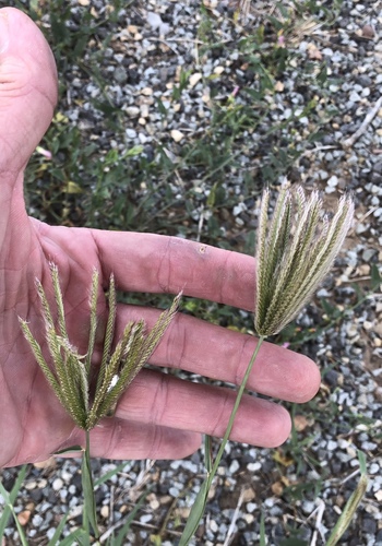 Chloris virgata