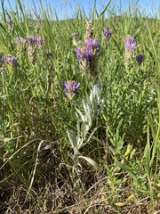 Astragalus laxmannii