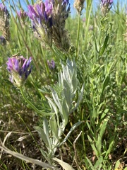 Astragalus laxmannii